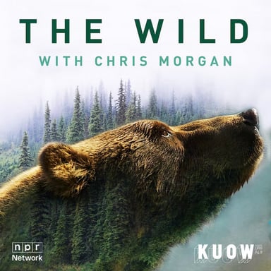 The Wild with Chris Morgan podcast cover art